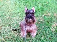 AKC Kort, a male Miniature Schnauzer for sale in Marionville, MO – 4 of 4