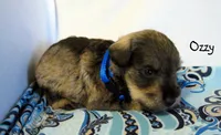 AKC Ozzy, a male Miniature Schnauzer for sale in Marionville, MO – 4 of 4