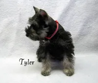 AKC Tyler, a male Miniature Schnauzer for sale in Marionville, MO – Photo 2 of 5