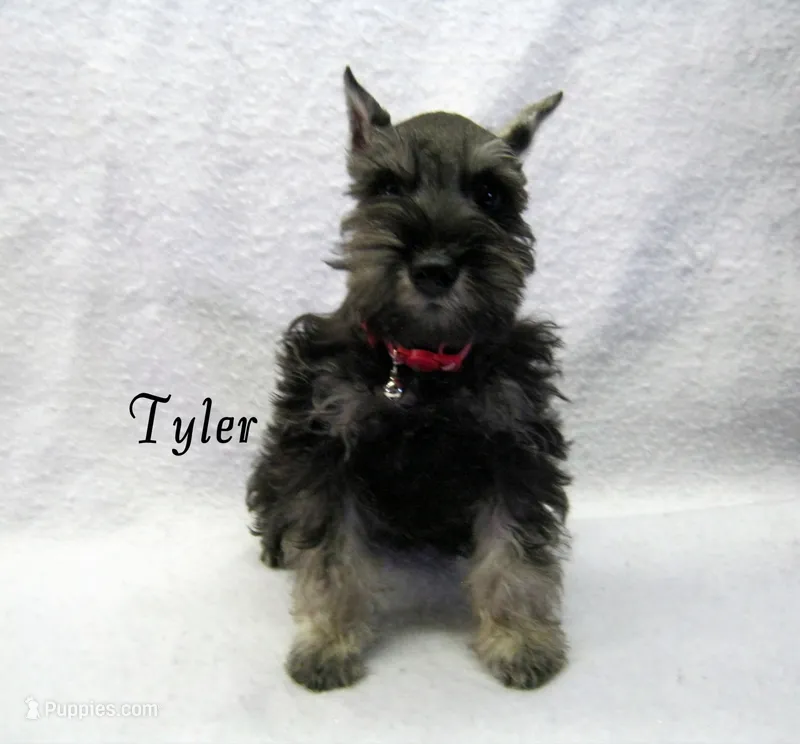 AKC Tyler