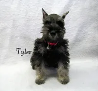 AKC Tyler, a male Miniature Schnauzer for sale in Marionville, MO – Photo 1 of 5