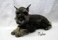 AKC Tyler, a male Miniature Schnauzer for sale in Marionville, MO – Photo 3 of 5