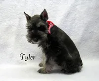 AKC Tyler, a male Miniature Schnauzer for sale in Marionville, MO – Photo 4 of 5