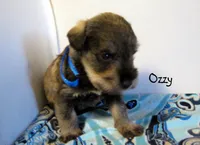 AKC Ozzy, a male Miniature Schnauzer for sale in Marionville, MO – 3 of 4
