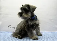 AKC Cacey, a male Miniature Schnauzer for sale in Marionville, MO – 5 of 6