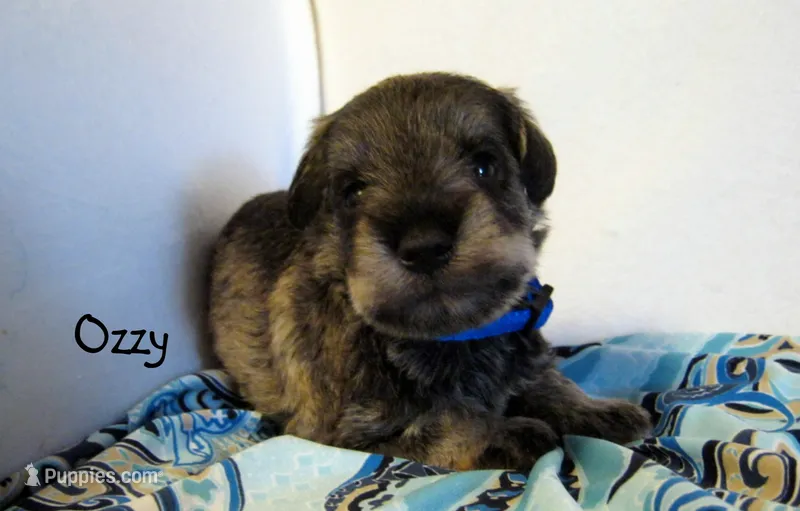 AKC Ozzy – Miniature Schnauzer puppy for sale in Marionville, MO