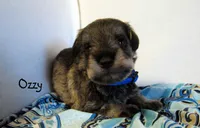 AKC Ozzy, a male Miniature Schnauzer for sale in Marionville, MO – 1 of 4