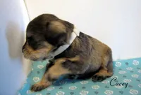 AKC Cacey, a male Miniature Schnauzer for sale in Marionville, MO – 5 of 5