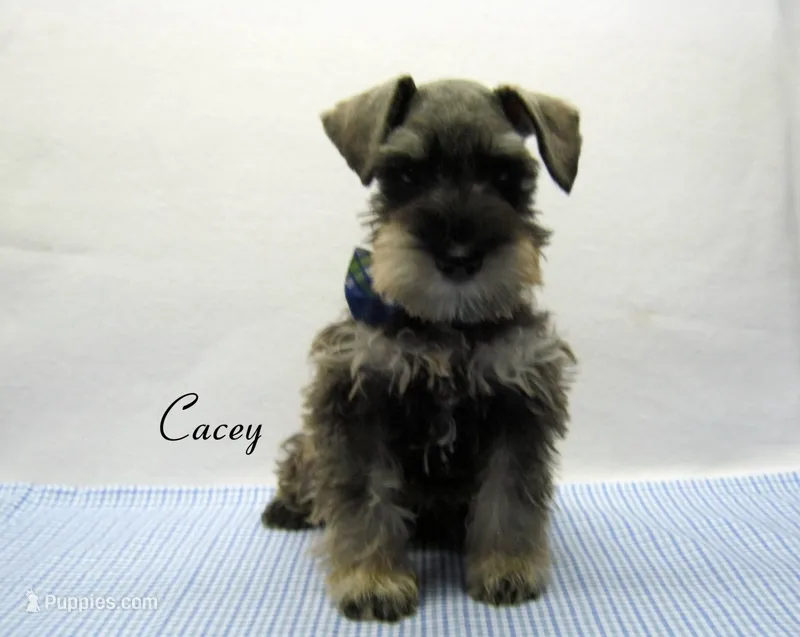 AKC Cacey – Miniature Schnauzer puppy for sale in Marionville, MO