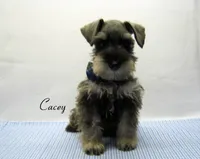 AKC Cacey, a male Miniature Schnauzer for sale in Marionville, MO – 1 of 6