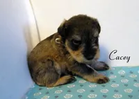 AKC Cacey, a male Miniature Schnauzer for sale in Marionville, MO – 4 of 5