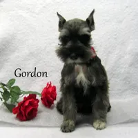 AKC Gordon, a male Miniature Schnauzer for sale in Marionville, MO – Photo 6 of 6