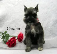 AKC Gordon, a male Miniature Schnauzer for sale in Marionville, MO – Photo 3 of 4