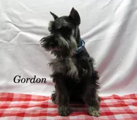 AKC Gordon, a male Miniature Schnauzer for sale in Marionville, MO – Photo 2 of 6