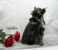 AKC Gordon, a male Miniature Schnauzer for sale in Marionville, MO – Photo 4 of 4