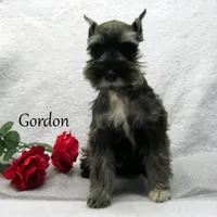 AKC Gordon, a male Miniature Schnauzer for sale in Marionville, MO – Photo 5 of 6