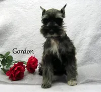 AKC Gordon, a male Miniature Schnauzer for sale in Marionville, MO – Photo 1 of 4