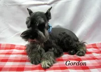 AKC Gordon, a male Miniature Schnauzer for sale in Marionville, MO – Photo 4 of 6