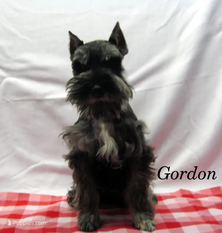 AKC Gordon – Miniature Schnauzer puppy for sale in Marionville, MO