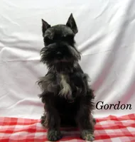 AKC Gordon, a male Miniature Schnauzer for sale in Marionville, MO – Photo 1 of 6