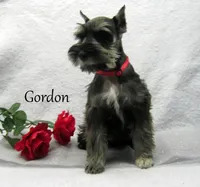 AKC Gordon, a male Miniature Schnauzer for sale in Marionville, MO – Photo 2 of 4