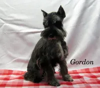AKC Gordon, a male Miniature Schnauzer for sale in Marionville, MO – Photo 3 of 6