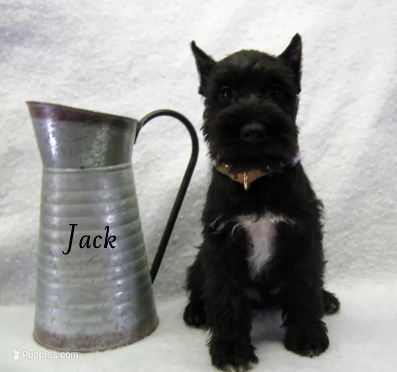 AKC Jack