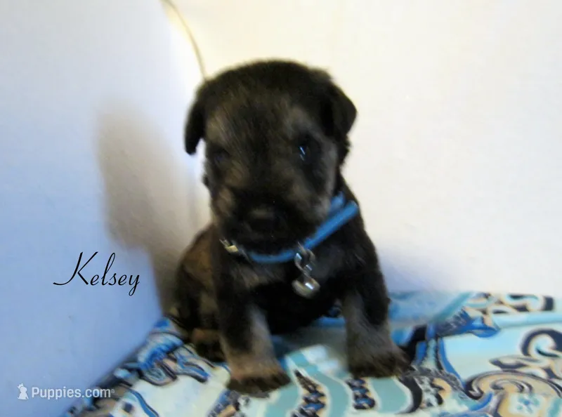 AKC Kelsey – Miniature Schnauzer puppy for sale in Marionville, MO