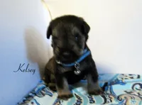 AKC Kelsey, a male Miniature Schnauzer for sale in Marionville, MO – 1 of 6