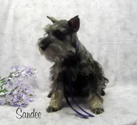 AKC Sandee, a female Miniature Schnauzer for sale in Marionville, MO – 4 of 4