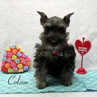 AKC Colson, a male Miniature Schnauzer for sale in Marionville, MO – Photo 3 of 5
