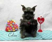 AKC Colson, a male Miniature Schnauzer for sale in Marionville, MO – Photo 3 of 5