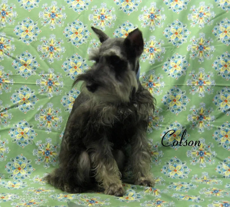 AKC Colson – Miniature Schnauzer puppy for sale in Marionville, MO
