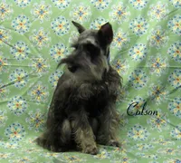 AKC Colson, a male Miniature Schnauzer for sale in Marionville, MO – Photo 5 of 5