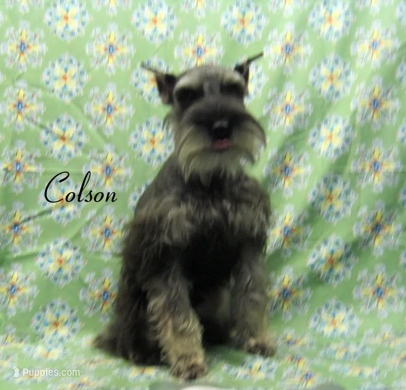 AKC Colson – Miniature Schnauzer puppy for sale in Marionville, MO