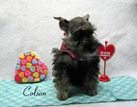 AKC Colson, a male Miniature Schnauzer for sale in Marionville, MO – Photo 5 of 5
