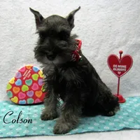 AKC Colson, a male Miniature Schnauzer for sale in Marionville, MO – Photo 4 of 5