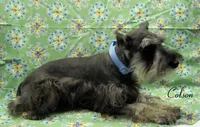 AKC Colson, a male Miniature Schnauzer for sale in Marionville, MO – Photo 2 of 5