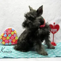 AKC Colson, a male Miniature Schnauzer for sale in Marionville, MO – Photo 1 of 5