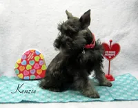 AKC Colson, a male Miniature Schnauzer for sale in Marionville, MO – Photo 1 of 5
