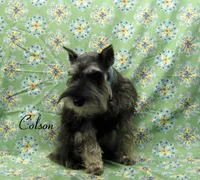 AKC Colson, a male Miniature Schnauzer for sale in Marionville, MO – Photo 4 of 5