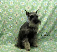 AKC Colson, a male Miniature Schnauzer for sale in Marionville, MO – Photo 3 of 5