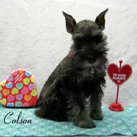 AKC Colson, a male Miniature Schnauzer for sale in Marionville, MO – Photo 2 of 5