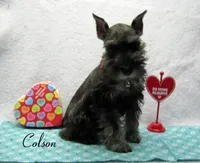 AKC Colson, a male Miniature Schnauzer for sale in Marionville, MO – Photo 2 of 5