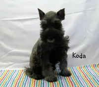 AKC Koda, a male Miniature Schnauzer for sale in Marionville, MO – Photo 4 of 5