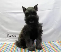 AKC Koda, a male Miniature Schnauzer for sale in Marionville, MO – Photo 1 of 5