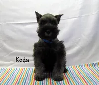 AKC Koda, a male Miniature Schnauzer for sale in Marionville, MO – Photo 5 of 5