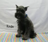 AKC Koda, a male Miniature Schnauzer for sale in Marionville, MO – Photo 2 of 5