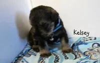 AKC Kelsey, a male Miniature Schnauzer for sale in Marionville, MO – 6 of 6