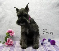 AKC Suzy, a female Miniature Schnauzer for sale in Marionville, MO – Photo 3 of 5